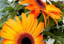 非洲菊什么时候开花，花语是什么