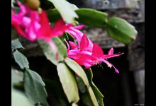 蟹爪兰不开花？这些方法让它绽放芬芳！