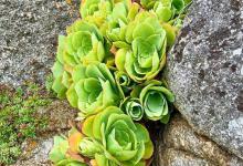 山地玫瑰也需要休息！几月份开始休眠呢？