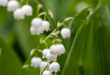 铃兰为什么那么受大家的喜爱