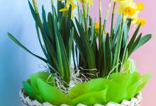 水仙开花期间还要不要施肥