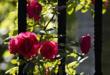 月季花是玫瑰花吗？怎么区分