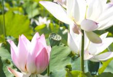 荷花何时开花，不开花怎么办