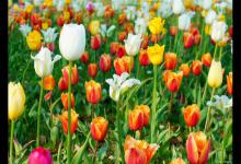 春天常见的花：郁金香、玉兰花、杏花桃花等花朵