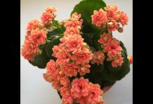 长寿花是什么样子的，是酸性还是碱性