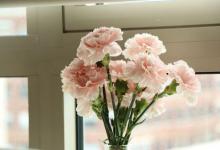 遇到康乃馨烂根的问题，这可怎么办呢？