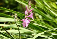 新种兰花多久能发芽？