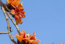 木棉树象征什么，什么时候开