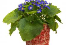 瓜叶菊浇水时能采用浸盆方法吗