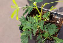 含羞草的特点和秘密介绍