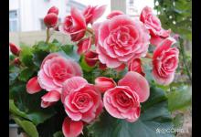 丽格海棠一年多次开，需要注意什么