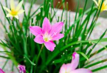 风雨兰什么季节换盆？