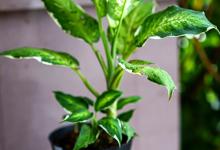 万年青有毒吗？为什么还种植
