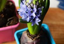 风信子叶子蔫了怎么办