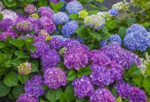 绣球花的花语，不只是美丽的外表，更是深刻的内涵