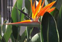 天堂鸟有毒吗？能在室内养吗