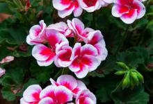 天竺葵喜阴还是喜阳，你真的了解吗