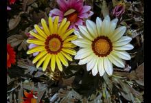 勋章菊的养殖方法和注意事项