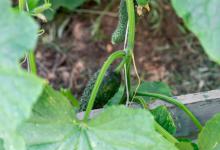 黄瓜三种情况不能浇水，为什么？