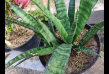 虎皮兰怎么修剪老叶？一起来了解一下吧！