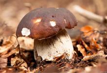 蘑菇种植的6个技巧，吃蘑菇的好处很多，值得一看