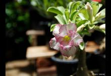 沙漠玫瑰掉叶子怎么办