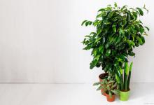 5个小技巧，教你轻松护理平安树！