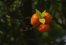 砂糖橘作用和营养成分有什么呢？吃了对人身体有好处