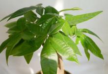 发财树干叶子是怎么回事