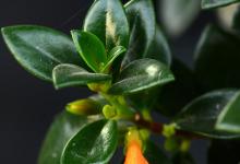 金鱼吊兰烂根怎么处理