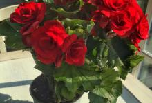 玫瑰花总是长得极快花多少，盆栽玫瑰花的修剪时机和方法是什么