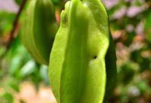 杨桃的养殖方法和注意事项