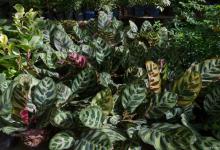 斑叶竹芋，让家中更有生机！