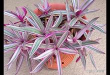 蚌兰花的养殖方法和注意事项