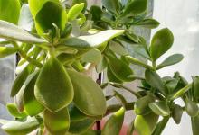 光照强烈会导致玉树叶子变黄吗