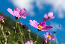 格桑花是什么花，格桑花什么时候开