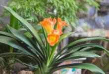 君子兰根烂了能救活吗