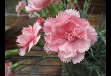 康乃馨有什么颜色，多少品种