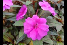 凤仙花烂根是怎么回事