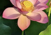 荷花是夏天还是秋天开放？