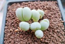 藻铃玉烂根了怎么办