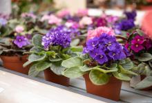 种植非洲堇的注意事项，不开花的原因是什么