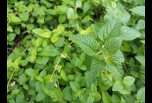 如何种植香蜂草？小白也能轻松养活！