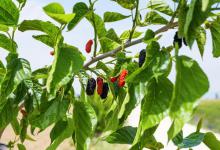 你知道桑葚的季节是什么时候吗？来看看经验分享吧！