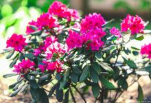 杜鹃干叶子是怎么回事