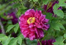 牡丹的象征意义，让你爱上这朵花