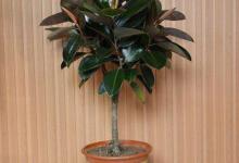 橡皮树黄叶的原因和处理办法