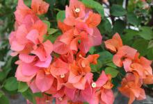 三角梅冬天会冻死吗，养护方法注意什么