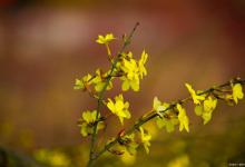 如果迎春花烂根了，我们应该怎么办呢？