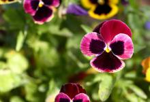 三色堇在缺乏光照的环境下会怎样